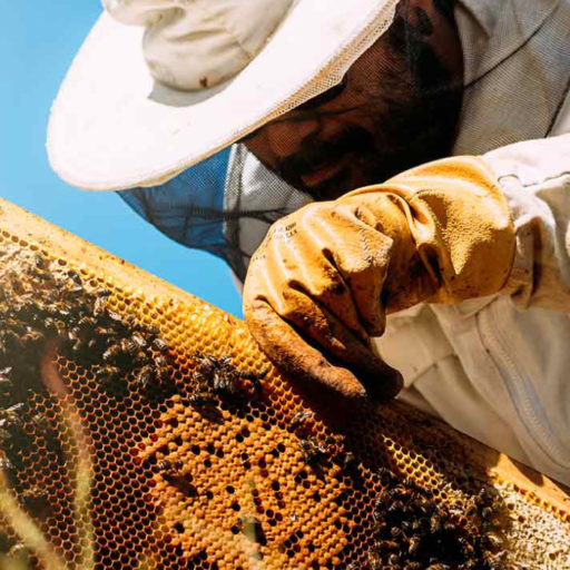 Pisos y techos de cajones para abejas thumbnail